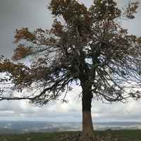 arbre de quenouille