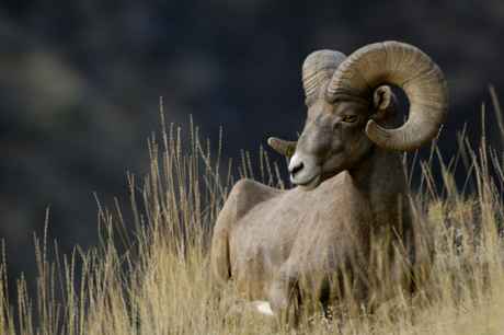 mouflon