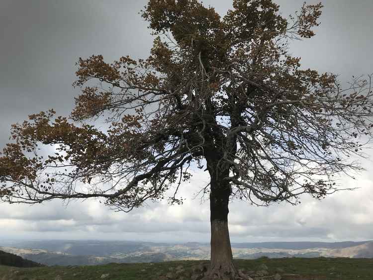 arbre de quenouille